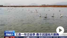央视新闻丨河北晋中：又是一年迁徙季 桑干河湿地天鹅舞